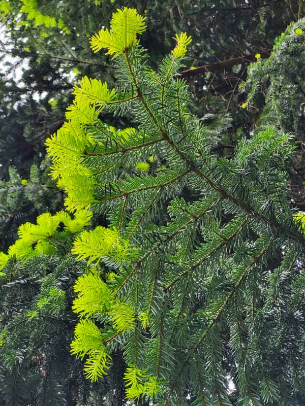 flora & fauna in Silz, Tirol